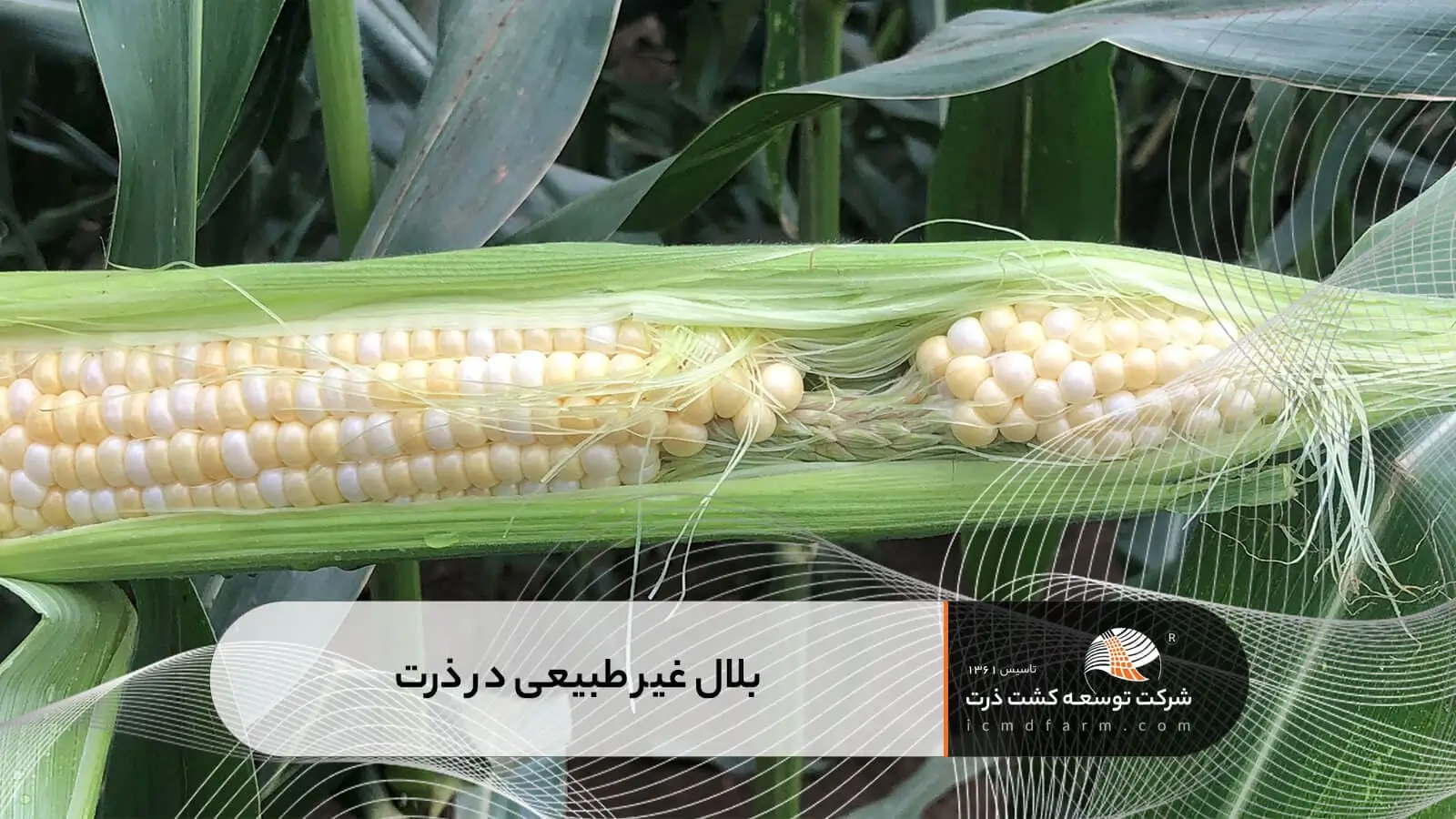 بلال غیر طبیعی در ذرت