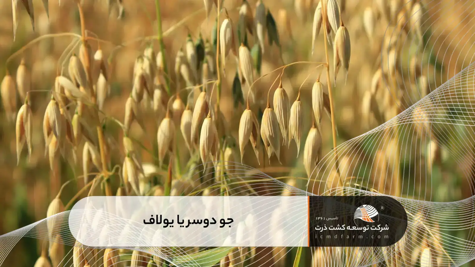 جو دوسر یا یولاف