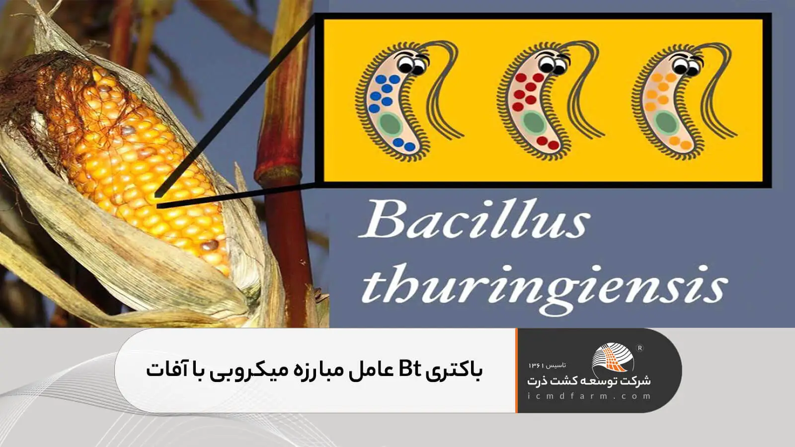 مبارزه میکروبی با آفات