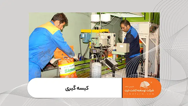 شرکت توسعه کشت ذرت تولید کننده بذر ذرت باکیفیت