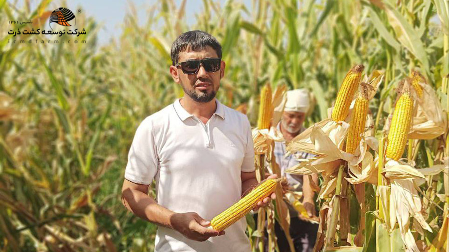 بذر ذرت هیبرید