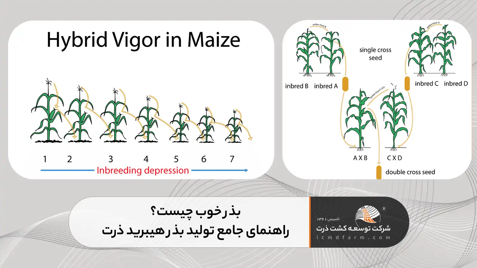 تولید بذر هیبرید ذرت
