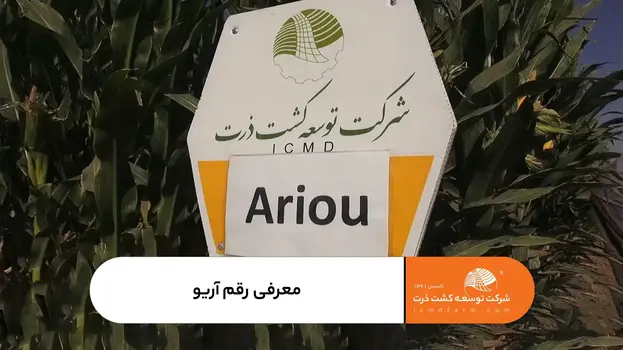معرفی رقم آریو