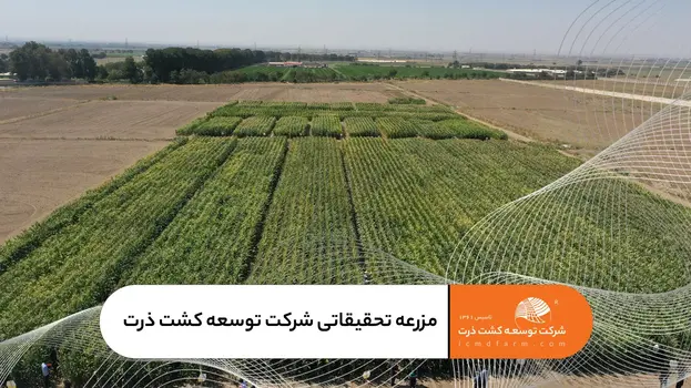 مزرعه تحقیقات ذرت