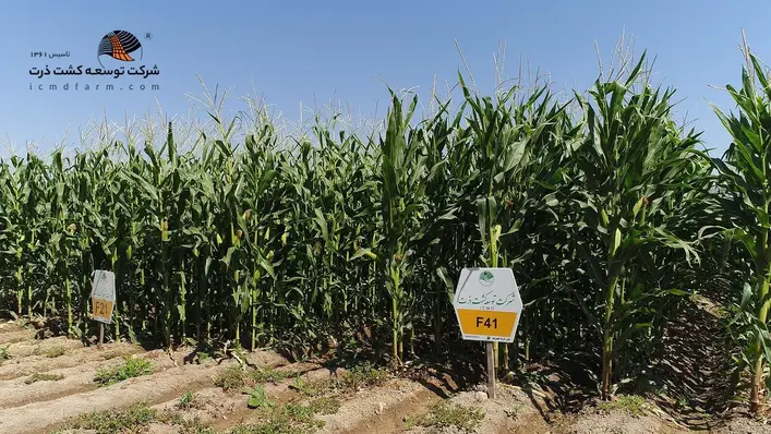 مرکز تحقیقات ذرت