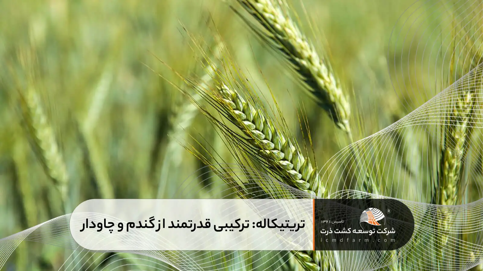 تریتیکاله: ترکیبی قدرتمند از گندم و چاودار