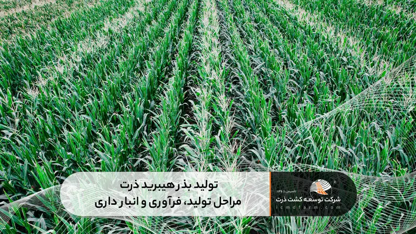 تولید بذر هیبرید ذرت