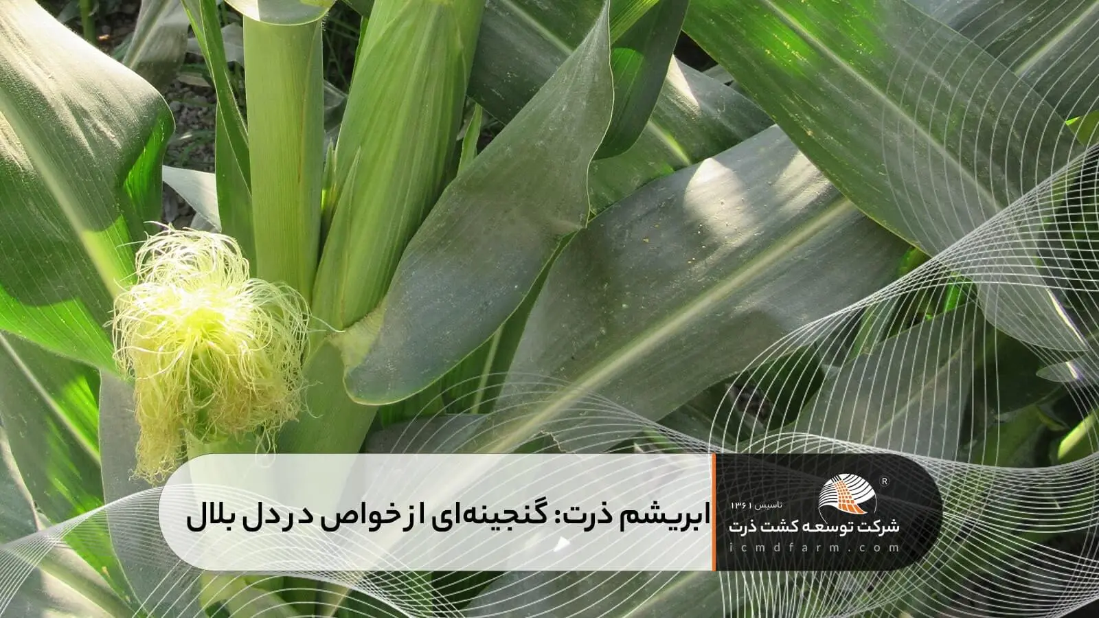 ابریشم ذرت: گنجینه‌ای از خواص در دل بلال