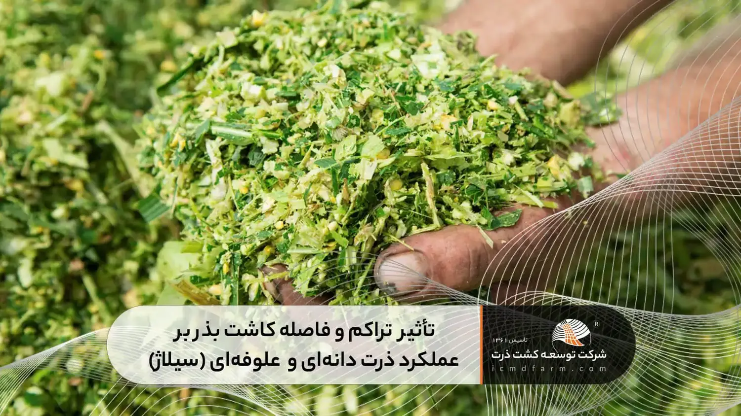 تأثیر فاصله کاشت بذر بر عملکرد کیفی و کمی ذرت دانه ای و  علوفه ای (سیلاژ)