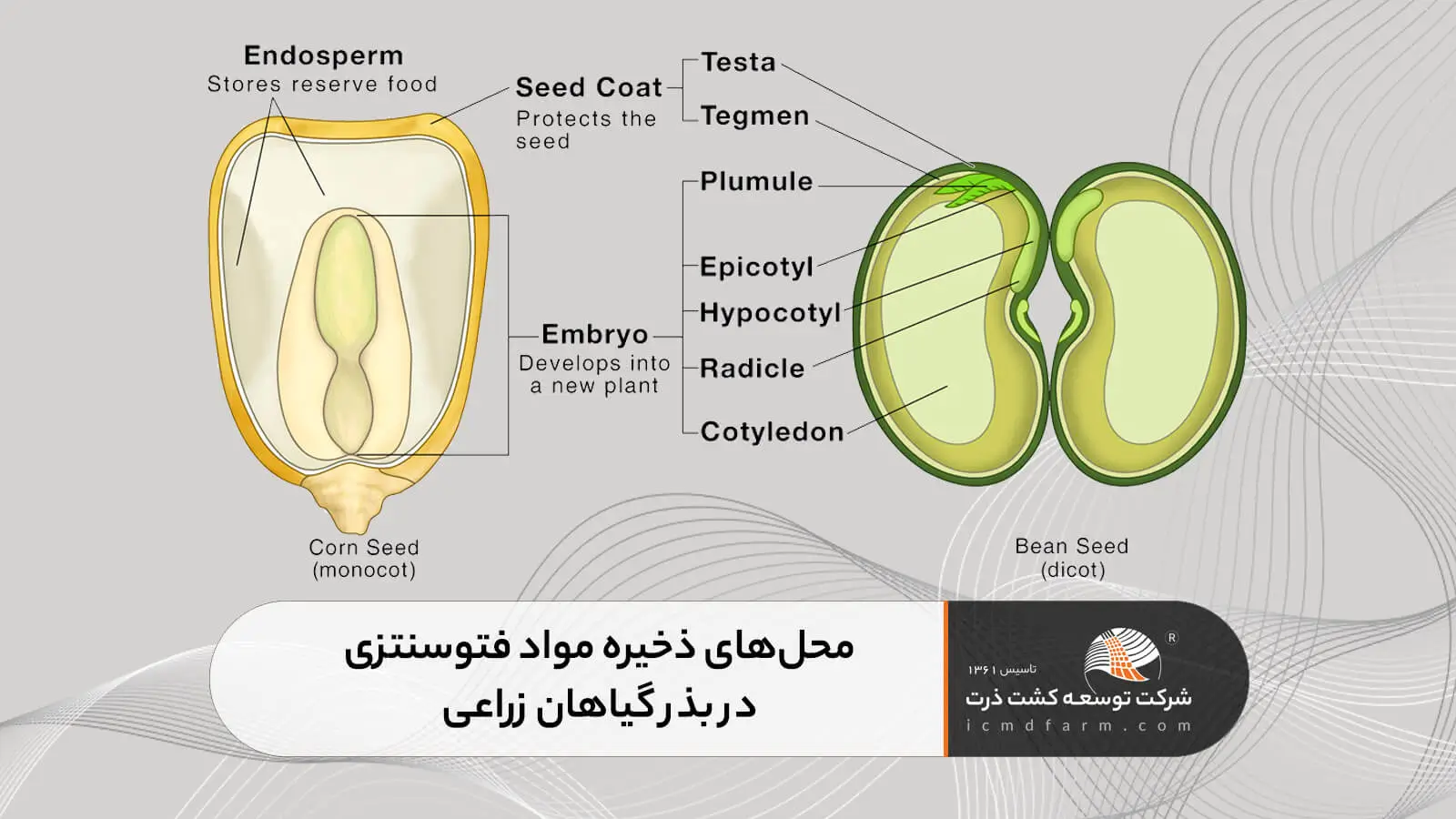 مقایسه بذر تک لپه ای و دولپه ای