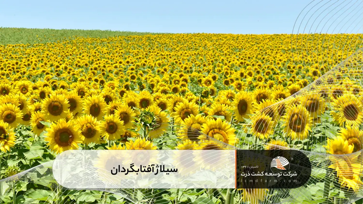 سیلاژ آفتابگردان