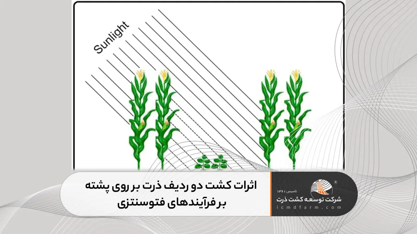 کشت دو ردیف بذر ذرت بر روی پشته