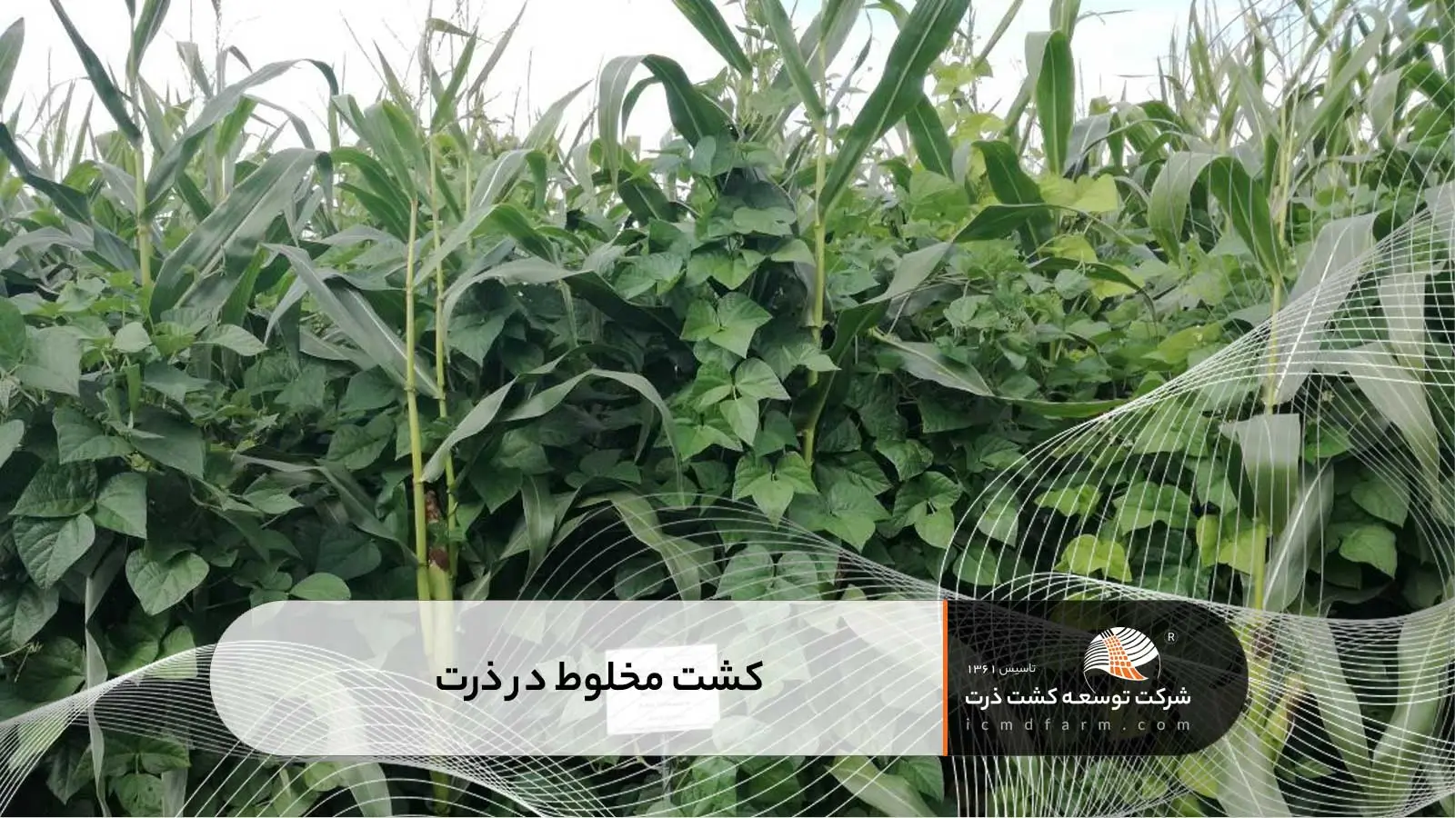 کشت مخلوط در ذرت
