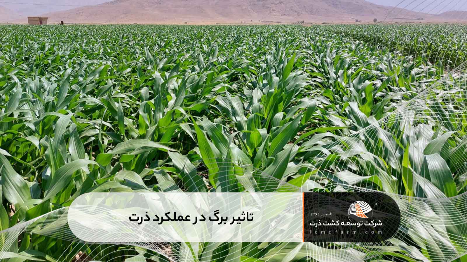 تاثیر برگ در عملکرد ذرت