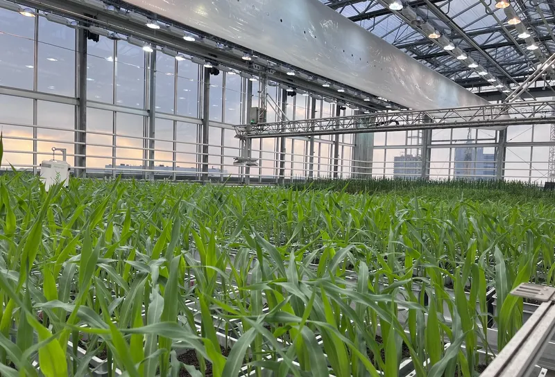 مرکز تحقیقات ذرت