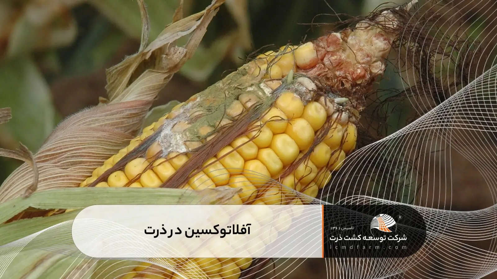 آفلاتوکسین در ذرت
