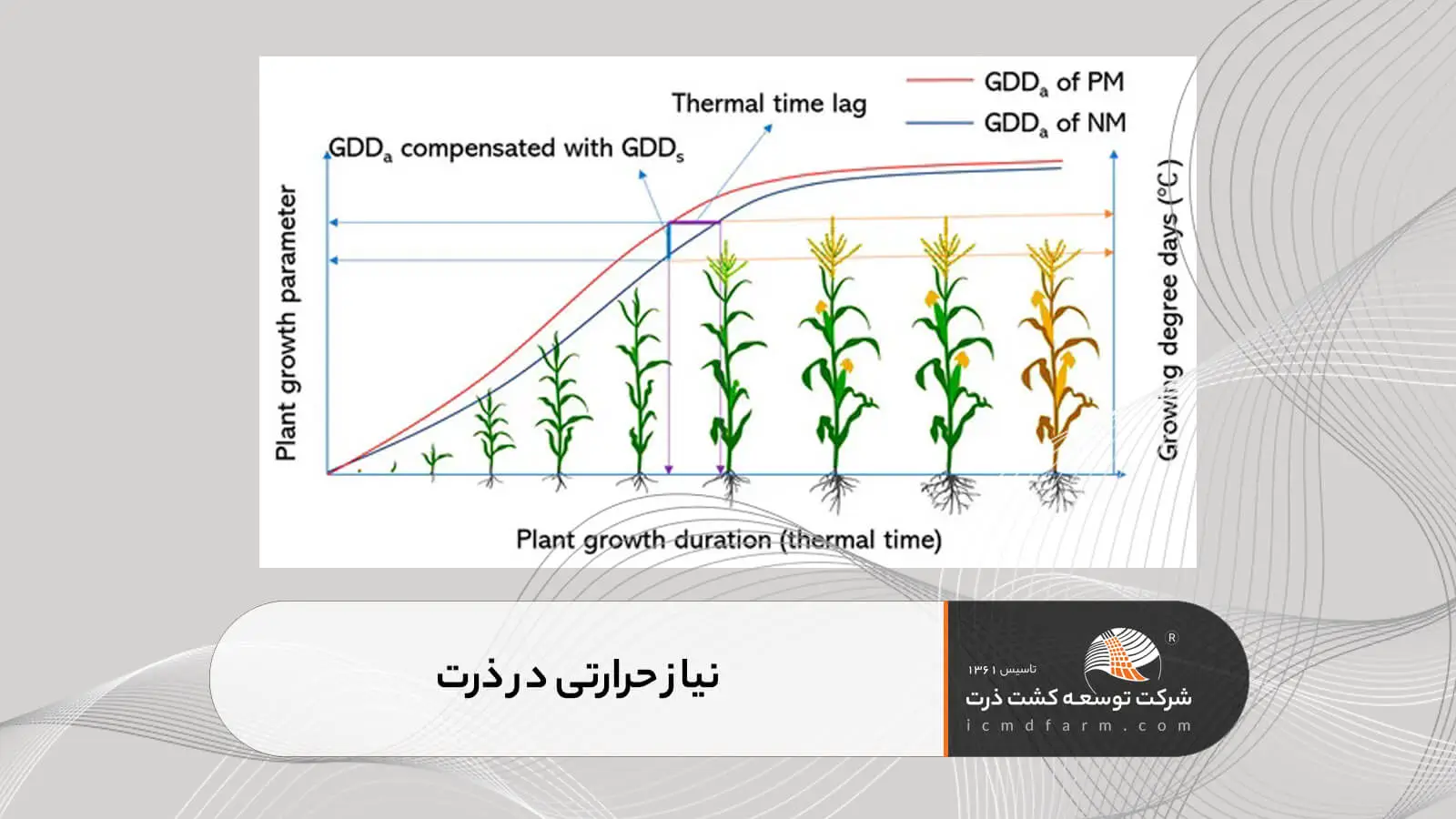 نیاز حرارتی در ذرت