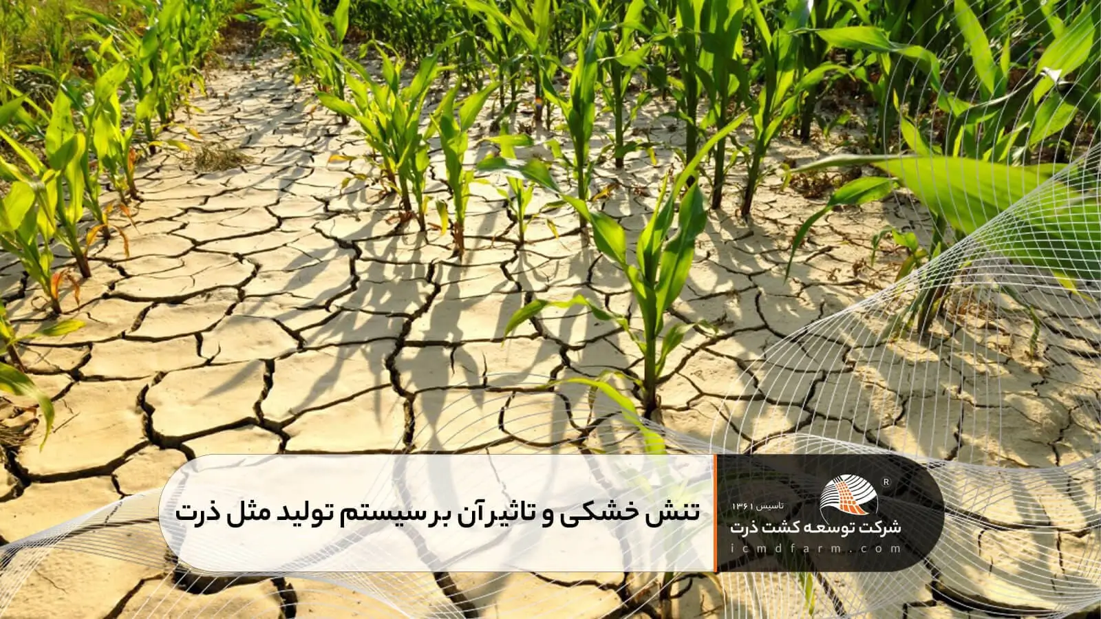 تنش خشکی و تاثیر آن بر سیستم تولید مثل ذرت