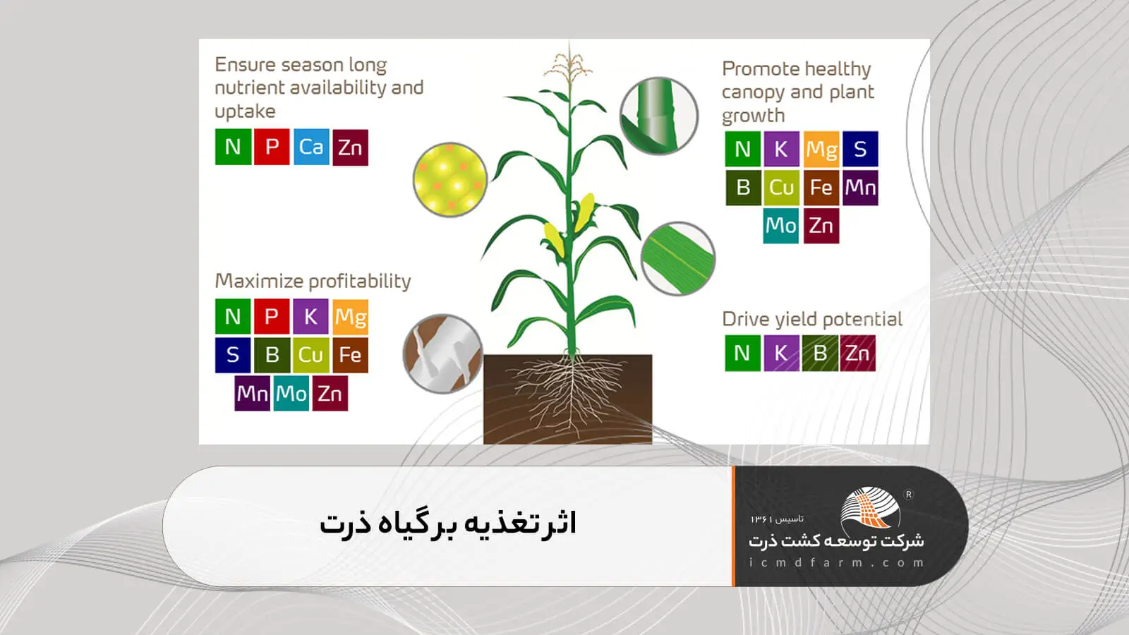 اثر تغذیه بر گیاه ذرت