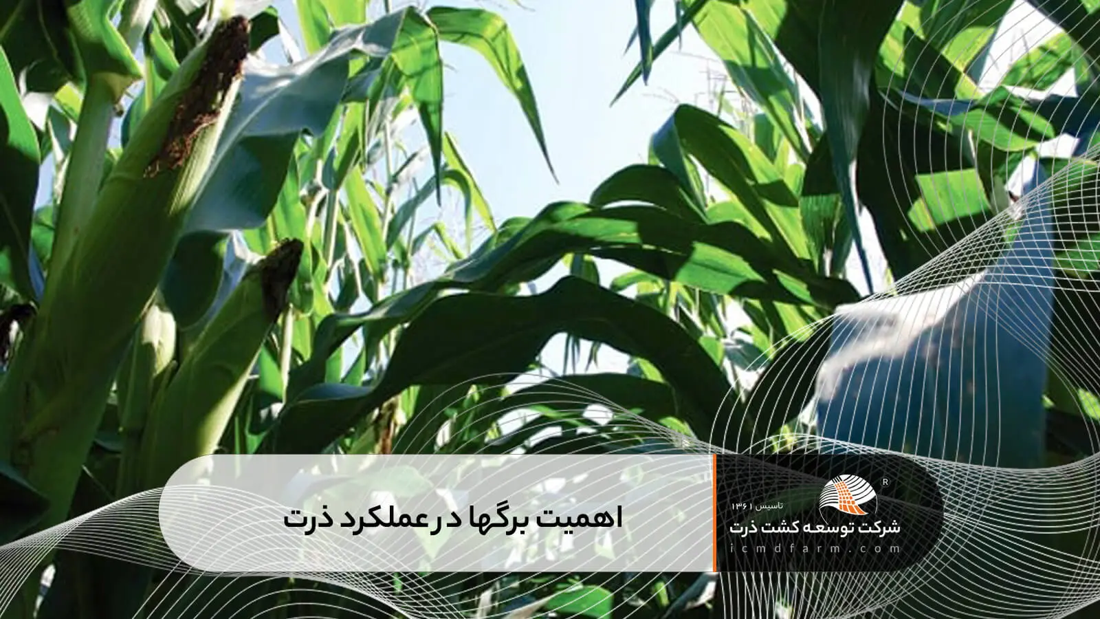 اهمیت برگ ذرت در عملکرد