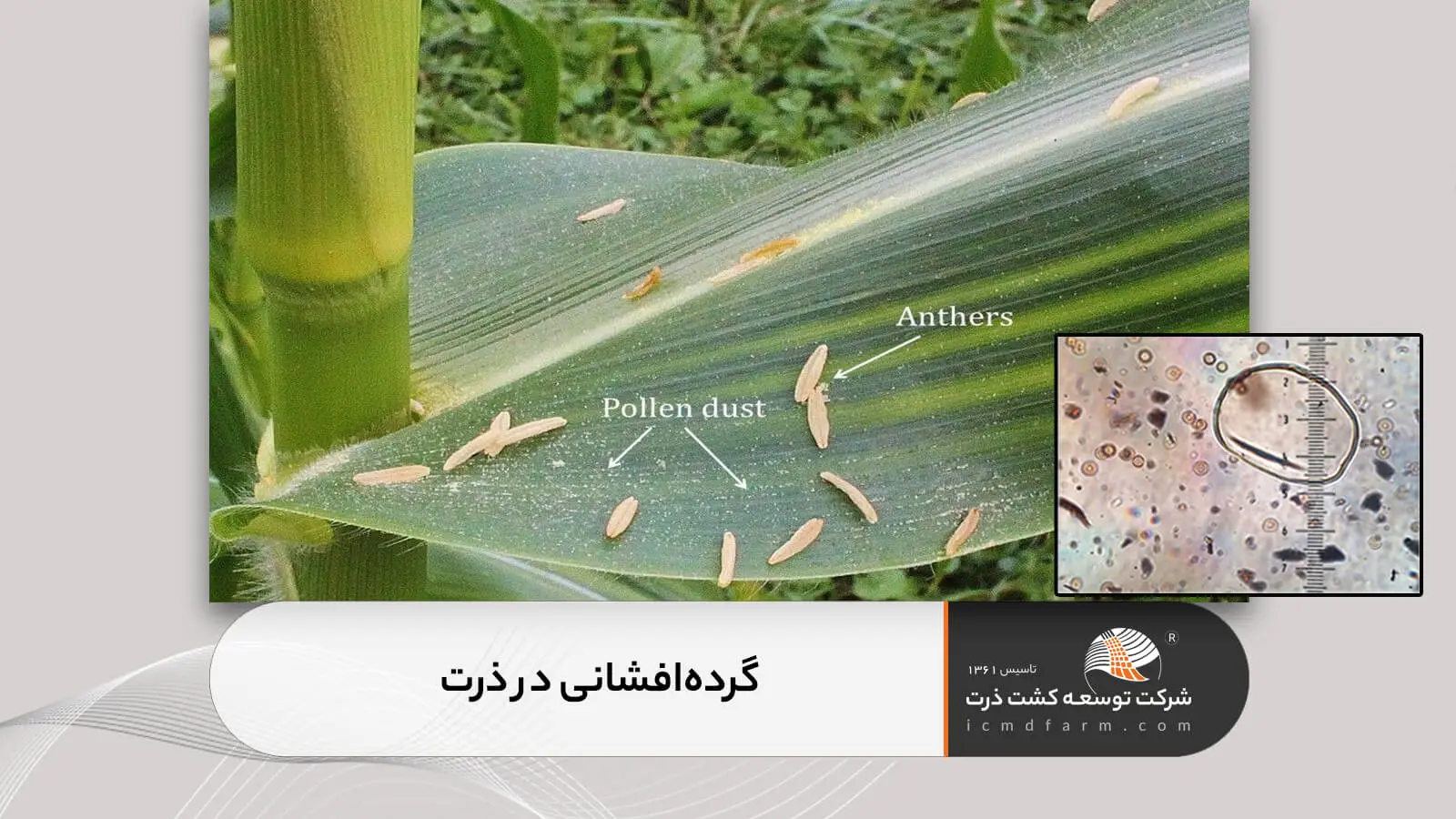 گرده افشانی ذرت