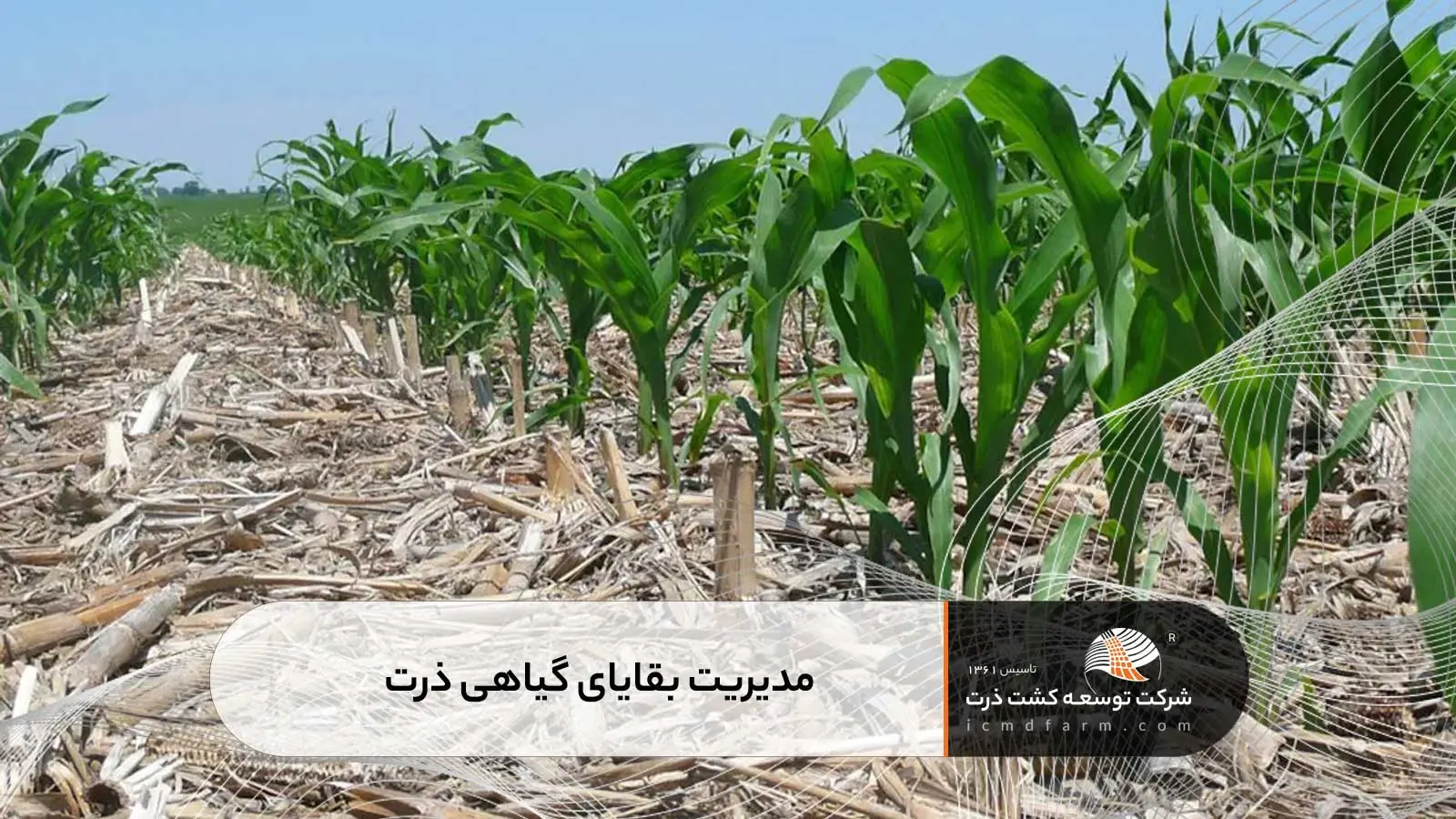 مدیریت بقایای گیاهی در ذرت