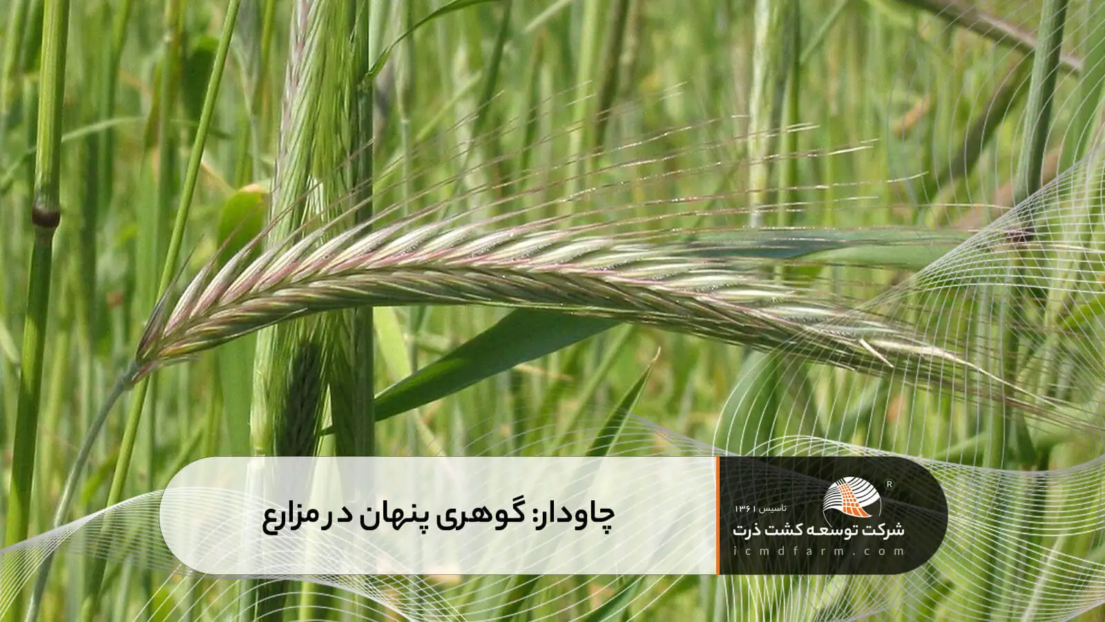 چاودار: گوهری پنهان در مزارع