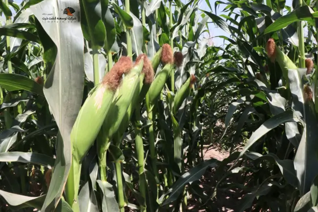 مزرعه شرکت توسعه کشت ذرت