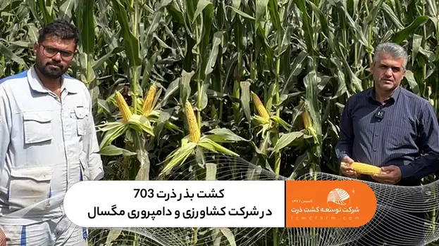 مزرعه بذر ذرت رقم KSC703 با عملکرد بالا