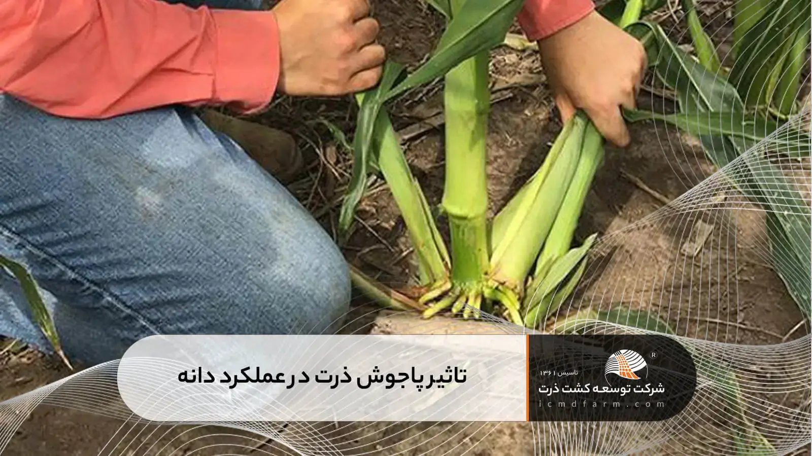 تاثیر پاجوش ذرت در عملکرد دانه