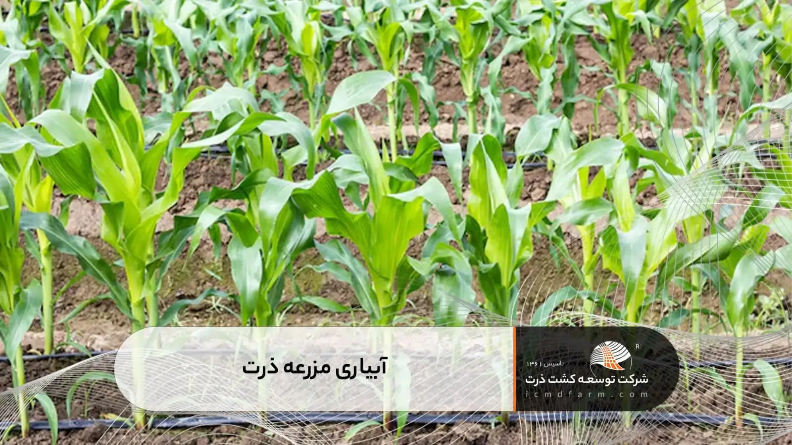 آبیاری مزرعه ذرت