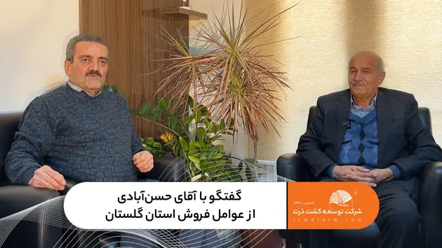 کشت بذر ذرت 703 در استان گلستان