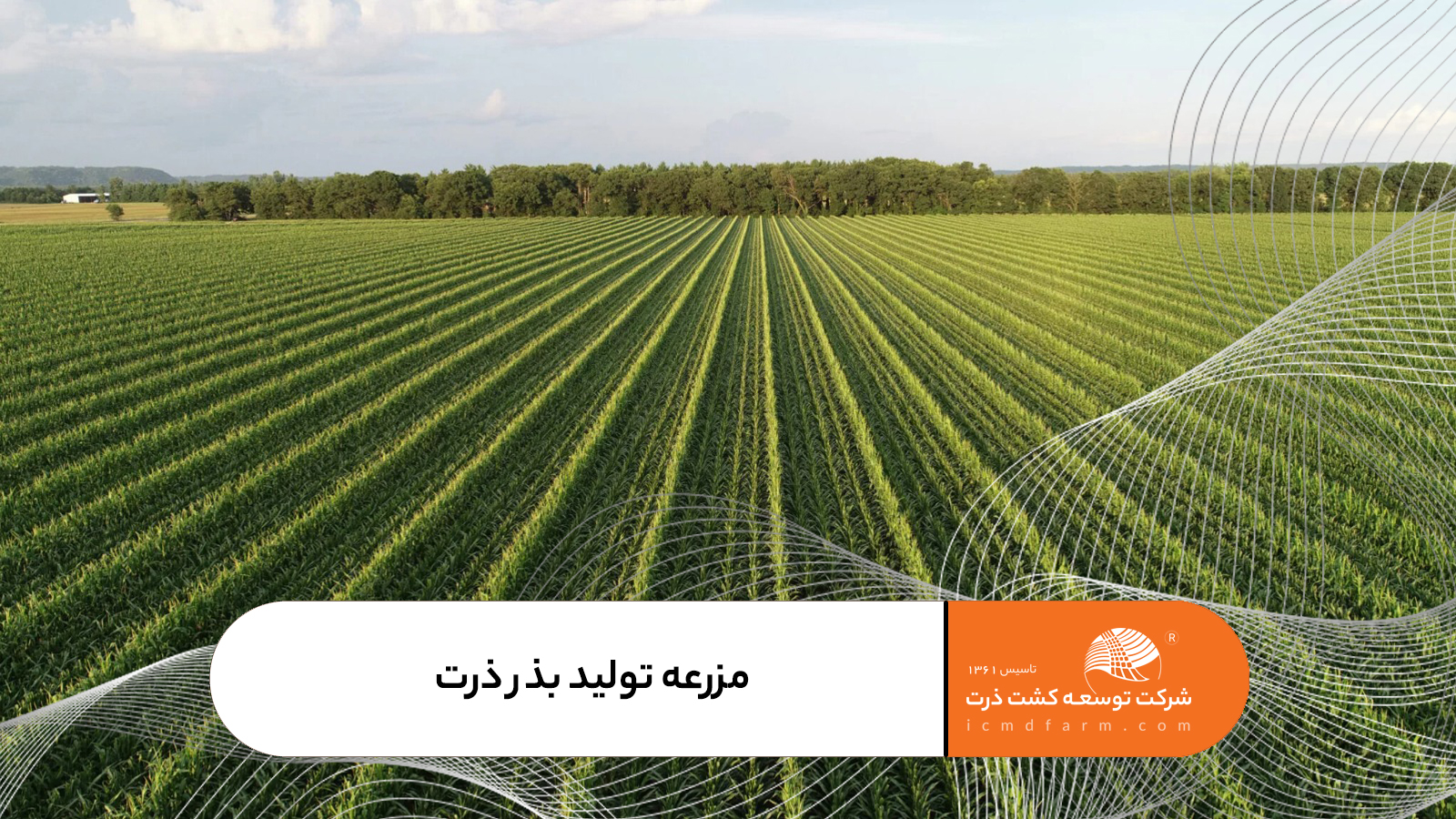 مزرعه تولید بذر شرکت توسعه کشت ذرت