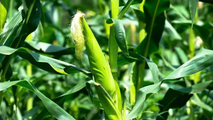 مزرعه تولید بذر ذرت هیبرید