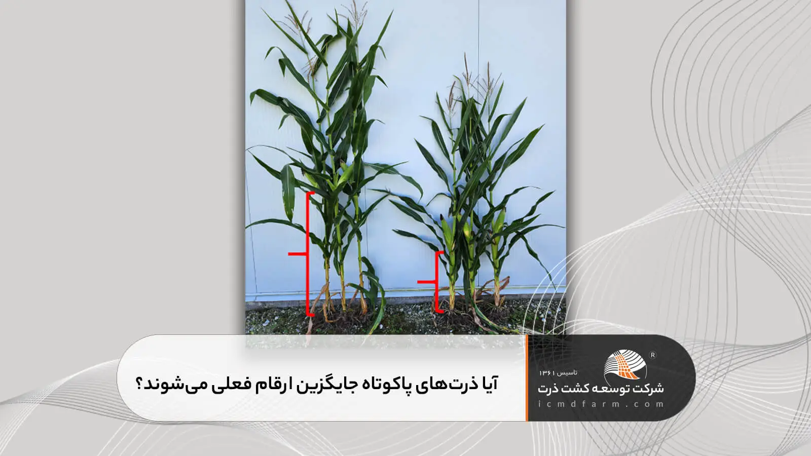 ذرت پاکوتاه