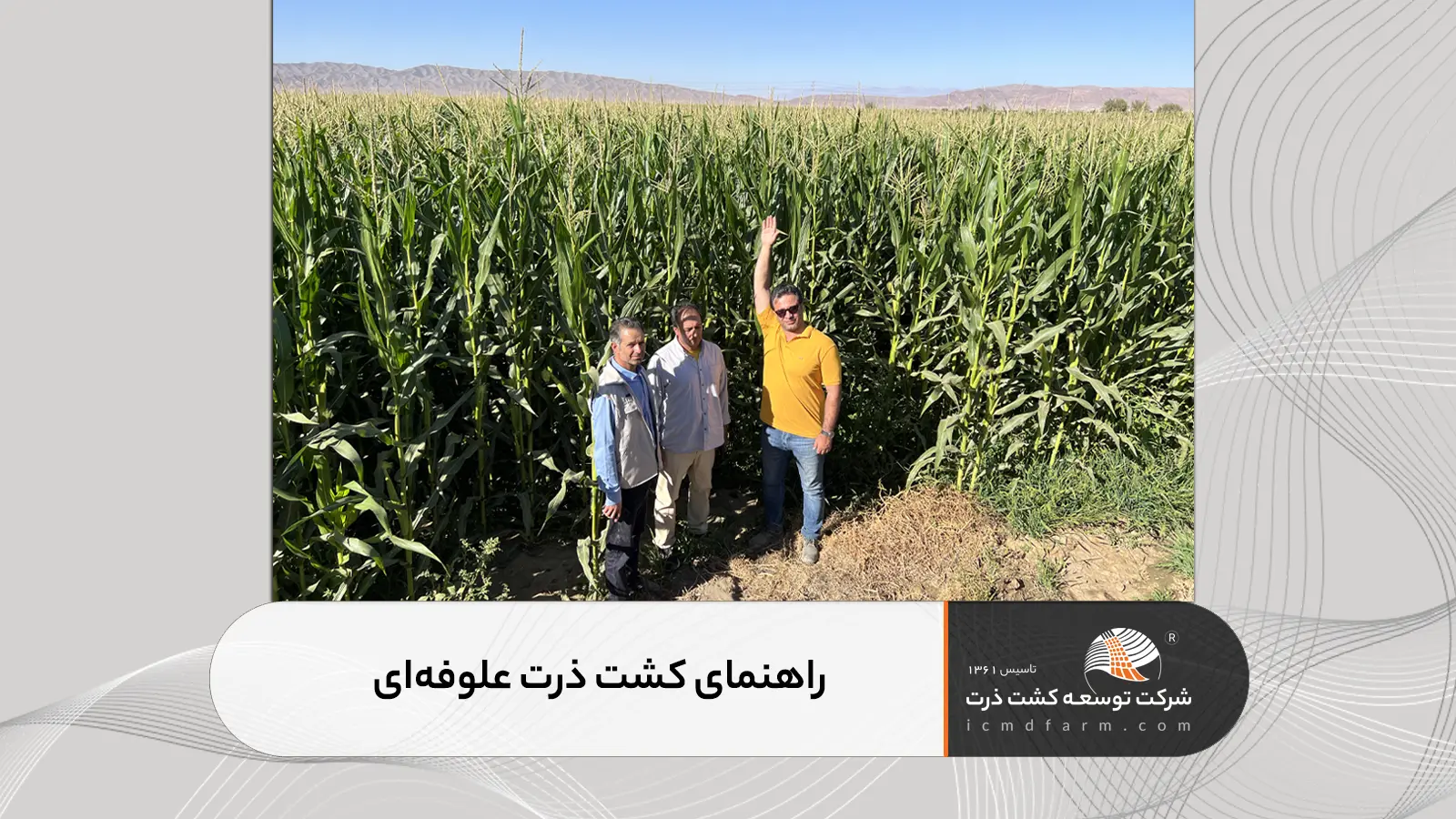 راهنمای کشت ذرت علوفه‌ای