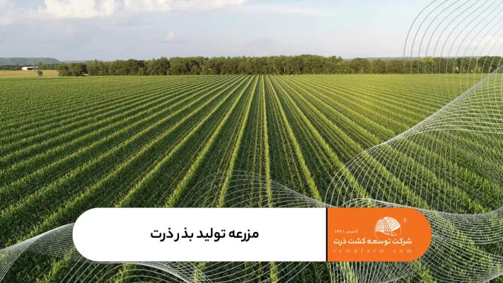 مزرعه تولید بذر ذرت هیبرید