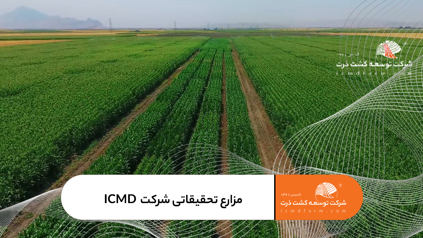 مزارع تحقیقاتی شرکت توسعه کشت