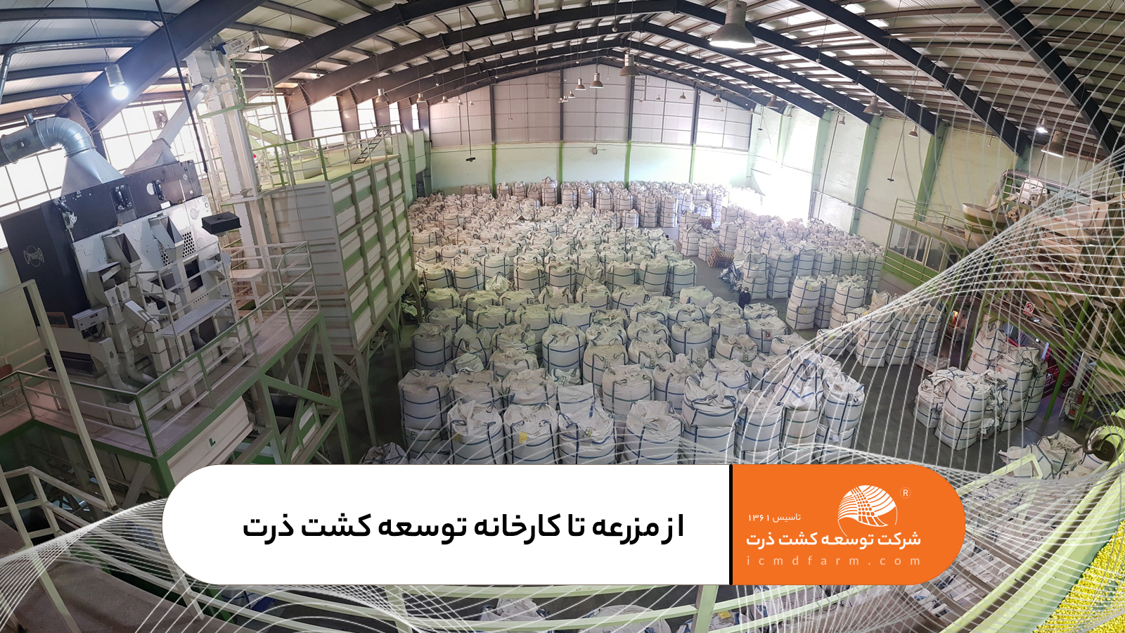 از مزرعه تا کارخانه توسعه کشت ذرت