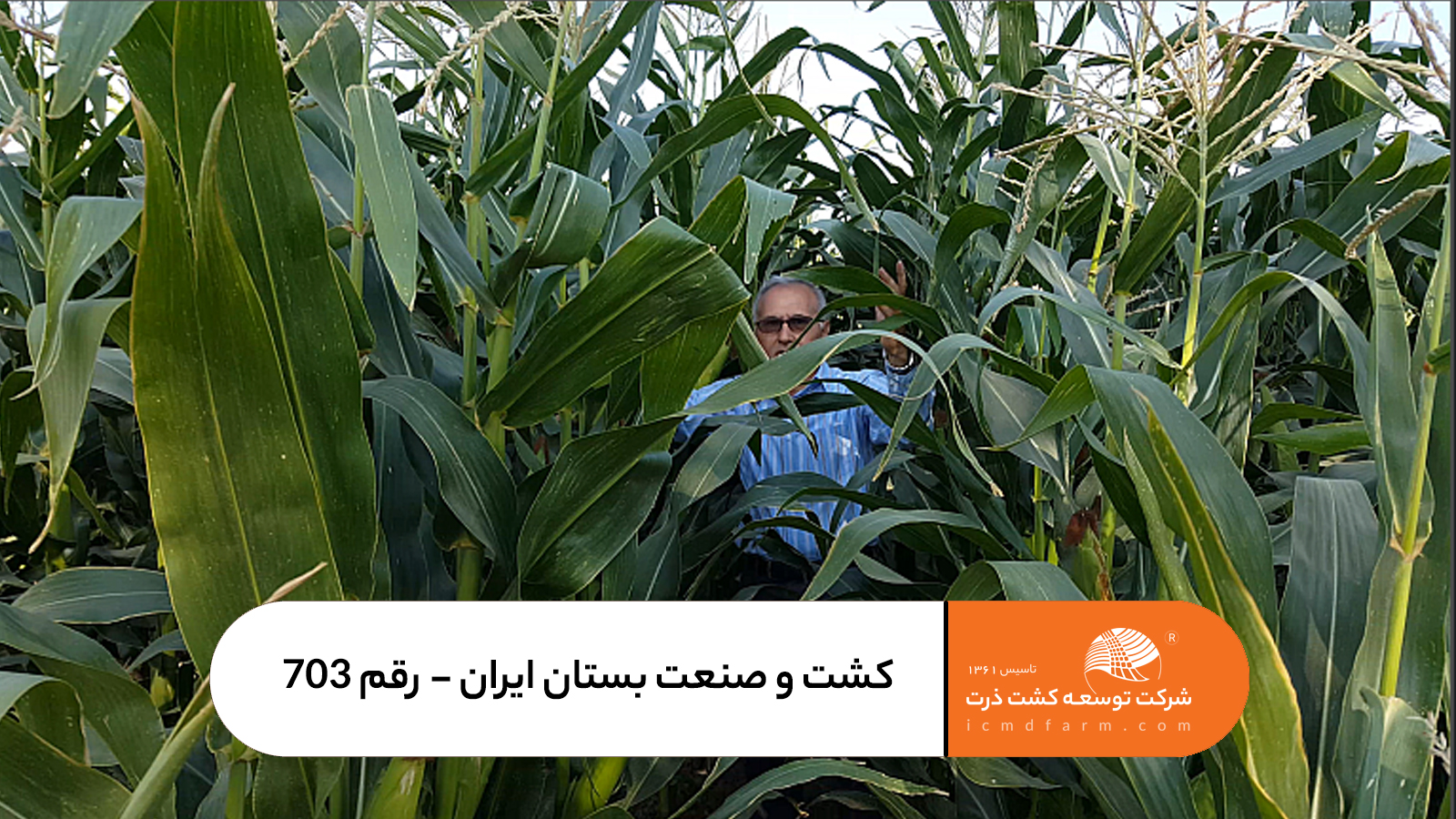 کشت و صنعت بستان ایران - رقم 703