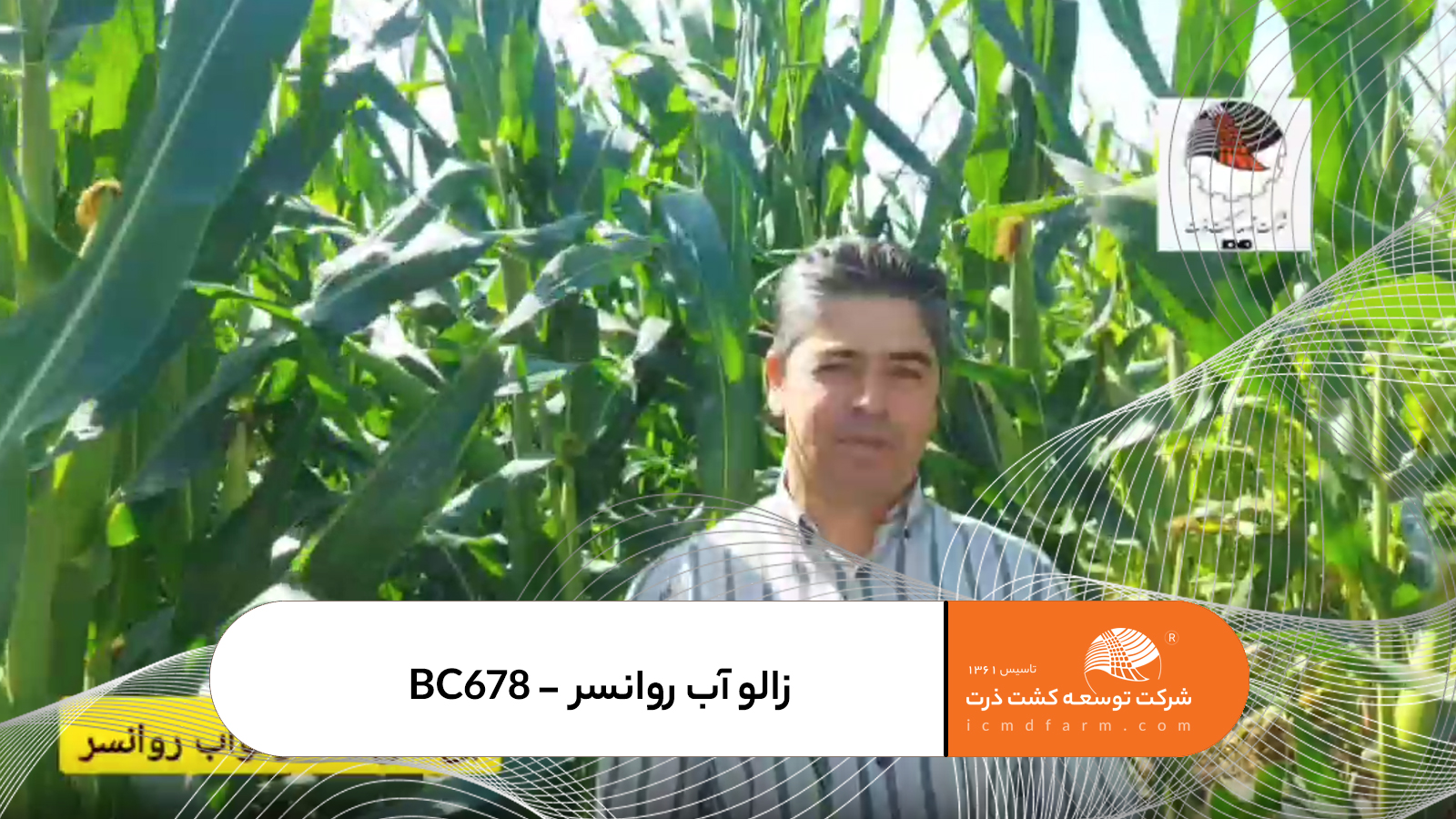 بذر ذرت 703