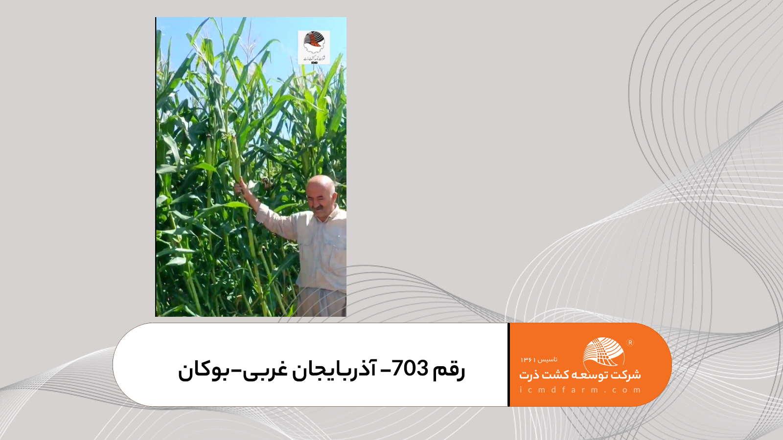 بذر ذرت 703