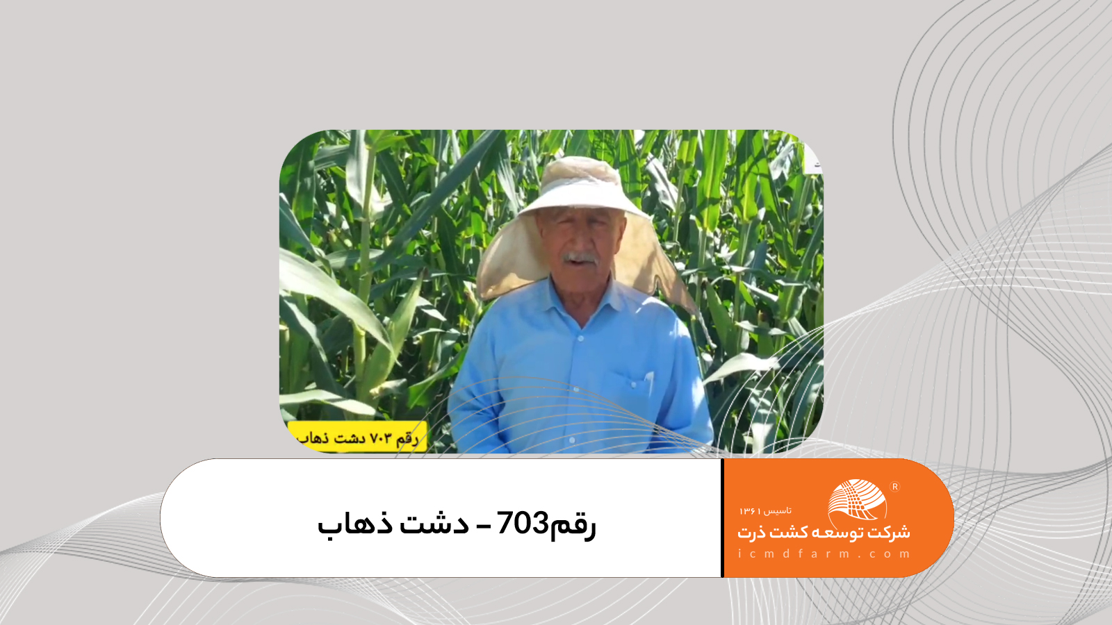 کشت رقم 703 توسط آقای مجید محمدی از کشاورزان نمونه استان کرمانشاه