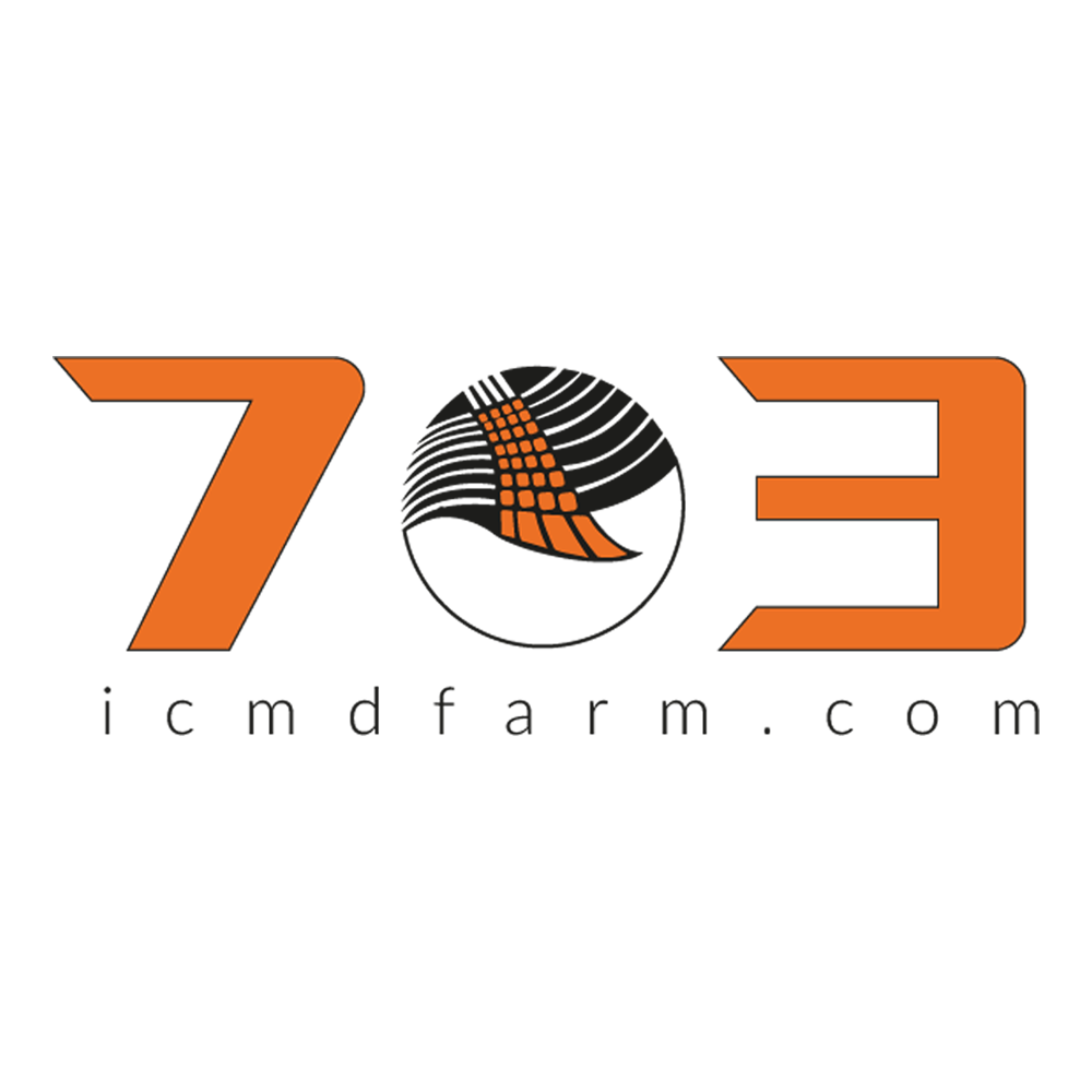 بذر ذرت 703