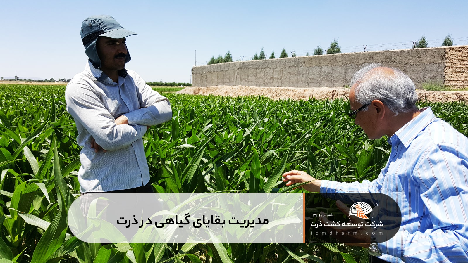مدیریت بقایای گیاهی در ذرت