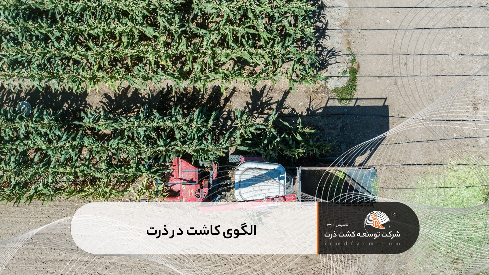 الگوی کاشت در ذرت