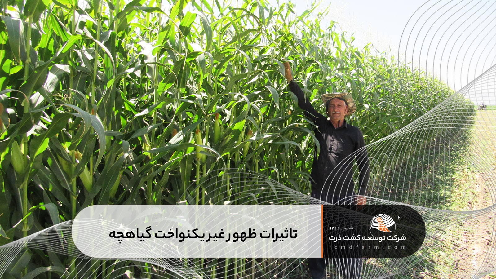 تاثیرات ظهور غیر یکنواخت گیاهچه در عملکرد ذرت