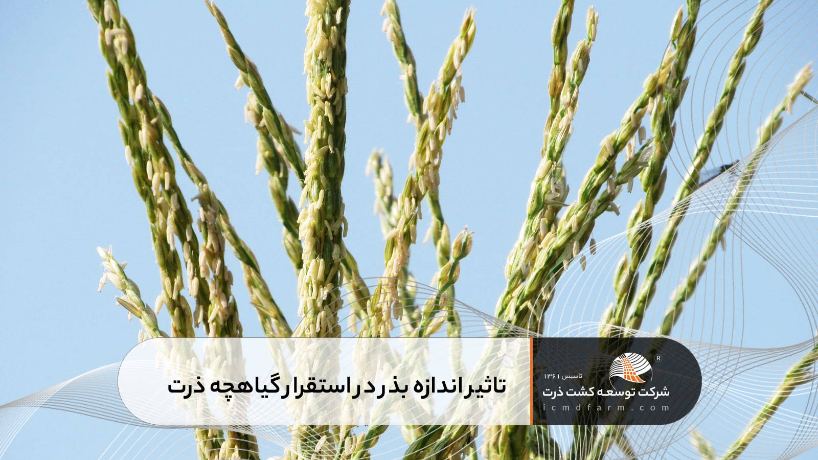 تاثیر اندازه بذر در استقرار گیاهچه ذرت