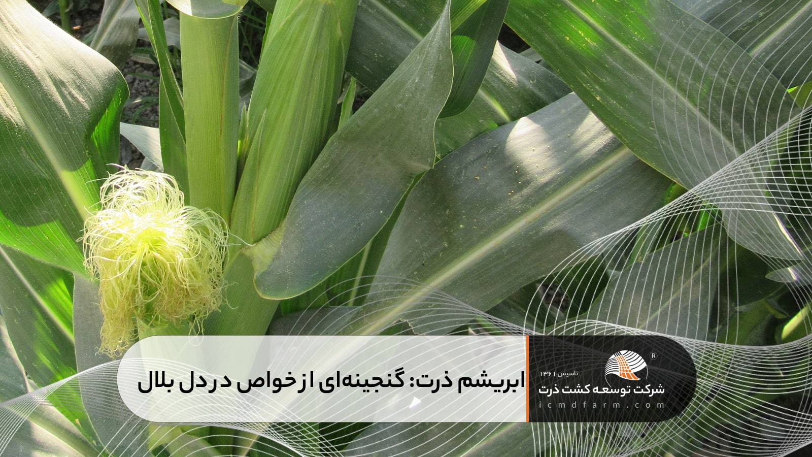 ابریشم ذرت: گنجینه‌ای از خواص در دل بلال