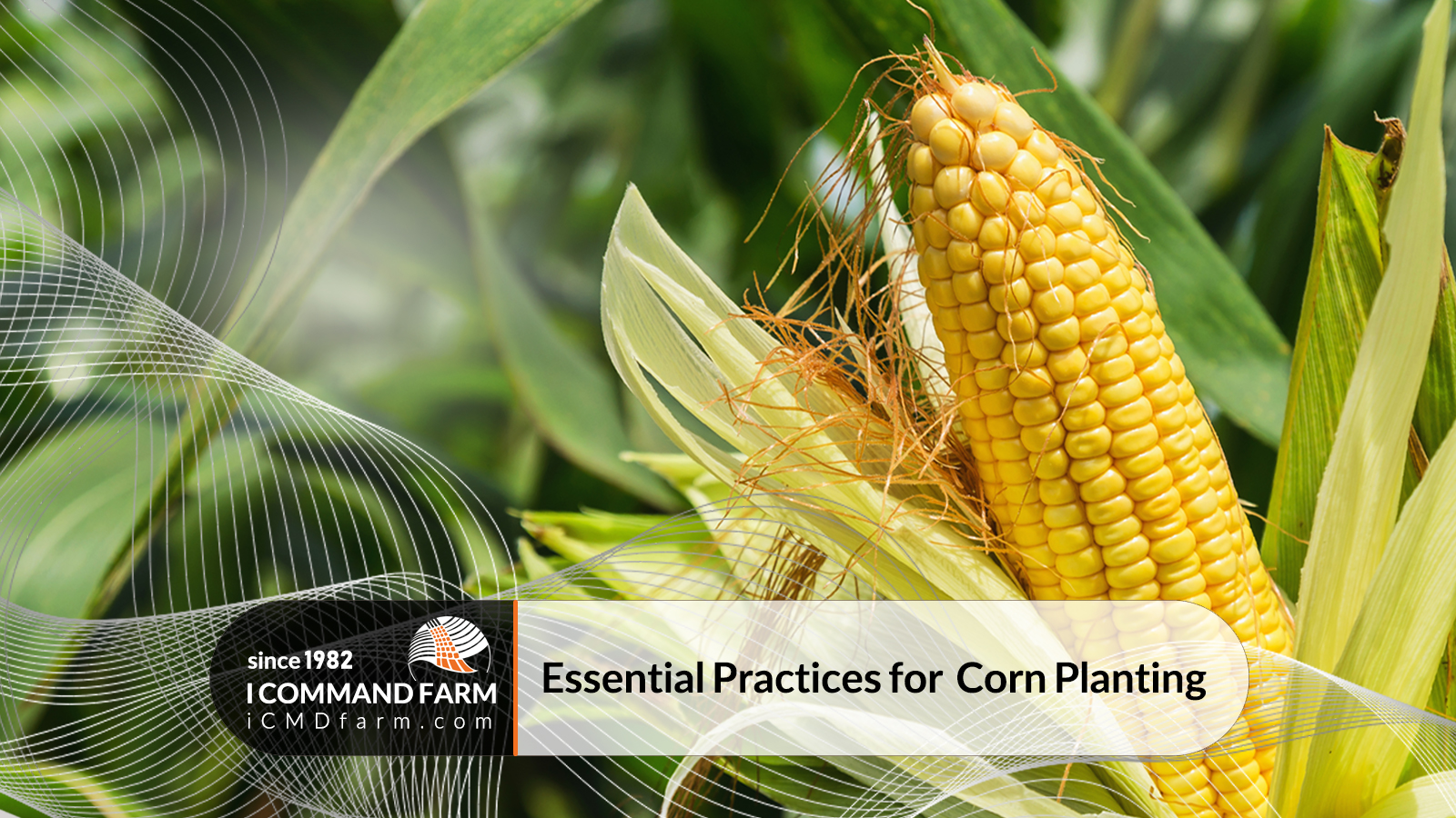 Essential Practices for Corn Planting